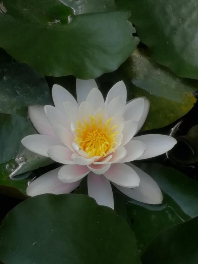 Pensiunea Damiris Băile Felix 外观 照片